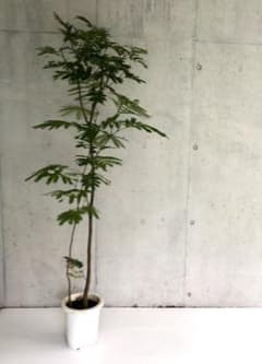 観葉植物 エバーフレッシュ H185cm 8号 インテリア SALE！送料無料！のサムネイル