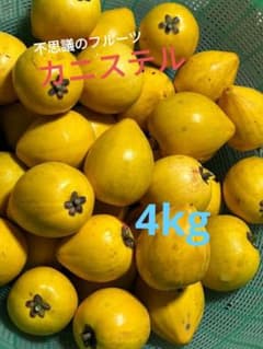 徳之島産　自然栽培カニステル　4kgのサムネイル