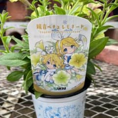 希少 鏡音リン　鏡音レン　鏡音ペチュ レモネード 堀泉インコ　ペチュニア　強健のサムネイル