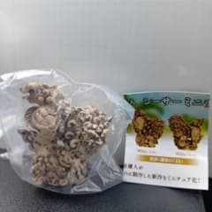 シーサー ミニチュアフィギュア 白　やちむん家　新垣優人のサムネイル