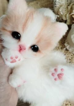 短足♡マンチカン子猫ちゃん♡くりくりオメメ♡アートドール♡ぬいぐるみ♡ よちよちあんよ♡うるうるオメメのマンチカン子猫ちゃん♡アートドール