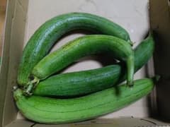 新鮮 ヘチマ600g 産地直送 収穫したてのサムネイル