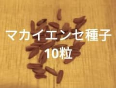 割引！！パキポディウム⭐︎マカイエンセ種子１０粒のサムネイル