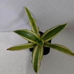 メリデンシス錦・ジョーホーク・多肉植物・アガベのサムネイル
