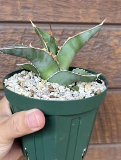 Kabutoさま専用のサムネイル