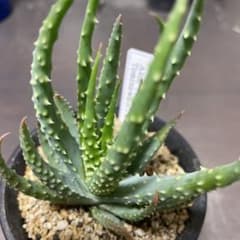 アロエ フミリス(帝王錦) 富沢実生選抜 ロブスタ 多肉植物 - メルカリ