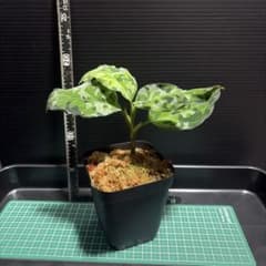 こ*う様 アグラオネマ　ピクタム　アンダマンのサムネイル