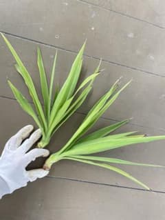 ユッカ 根付き 観葉植物　2本セットのサムネイル