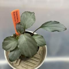 ③増殖株 Homalomena sp.Platinum Frill ホマロメナのサムネイル