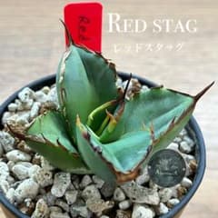 クリスマスセール】♯24 REZA産 イラン 活着 アガベ RED STAG - メルカリ
