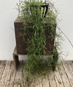 ホヤ レツーサ 超ボリューム株 吊り鉢 - メルカリ