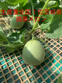 摘果メロン　子メロンのサムネイル