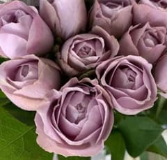 バラ苗　切り花種　◯ 宅急便60サイズ~で発送いたしますのサムネイル