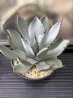 アガベ パリートランカータA 実生株 約25cm - メルカリ