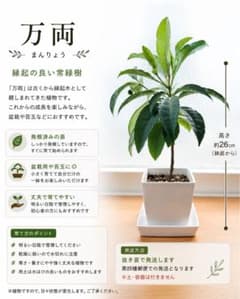 万両 まんりょう 縁起の良い常緑樹 苗のサムネイル