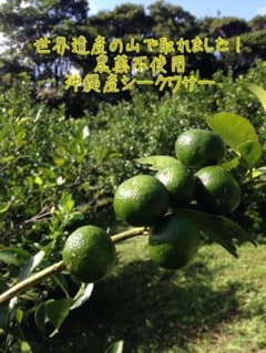 沖縄産シークワサー1.5kg‼️農薬不使用❗️のサムネイル