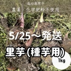 里芋 種芋 芽出し済み そのまま植えられます（農薬不使用）のサムネイル