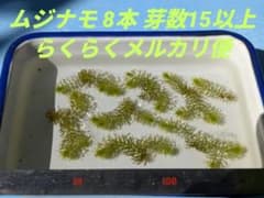 ムジナモ 8本 芽数15以上 水生食虫植物 らくらくメルカリ便のサムネイル
