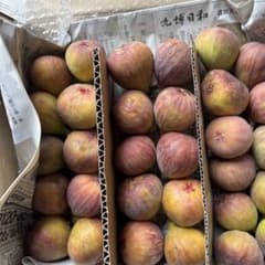 イチヂク（蓬莱柿）　配送エリア限定　翌日の午前中お受け取り可能な方のサムネイル