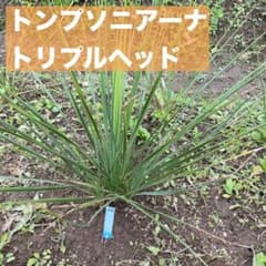 ユッカ　トンプソニアーナ　トリプルヘッド　苗42 ユッカ トンプソニアーナ トリプルヘッド 苗42 - メルカリ
