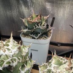 super titanota アガベ スーパーチタノタ cactus green Yahoo!オークション - アガベ チタノタ スーパーチタノタ 胴切り小株②