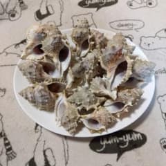 ニシガイの貝殻のサムネイル