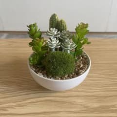 多肉植物のサムネイル
