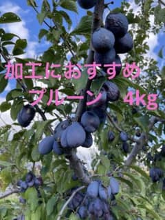 加工におすすめ　プルーン　4kgのサムネイル