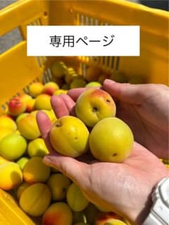 和歌山県産南高梅（手もぎ完熟）２キロ送料込のサムネイル