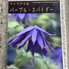 クレマチス アトラゲネ系 生花 パープルスパイダー 花苗 - メルカリ
