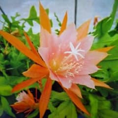 孔雀サボテン 芳月美人 カット苗 - メルカリ