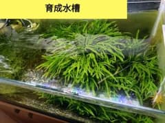 ミクロソリウム　トライデント まとめ売り ミクロソリウム トライデント - メルカリ