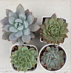 エケベリア 多肉植物 4鉢セットのサムネイル