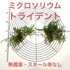 ミクロソリウムトライデント 【無農薬・スネール等無し】 2026.9.21撮影のサムネイル