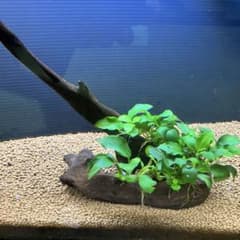 アヌビアスナナ・プチ群生流木① - メルカリ