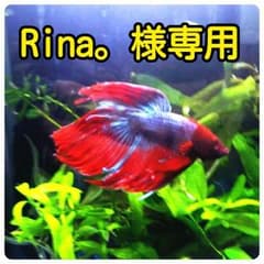 Rina。様専用のサムネイル