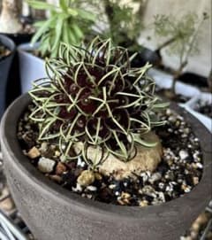 多肉植物 塊根植物 バーベラエ 連休セール‼️２点限定‼️竜卵窟ブラキステルマ 現品限り】ブラキステルマ・バーベラエ 約1年半管理 現地株 竜卵窟 塊根植物・コーデックス