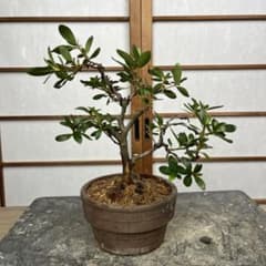 皐月(サツキ)】