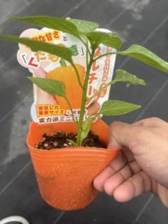 ミニパプリカ 苗 オレンジ色のサムネイル