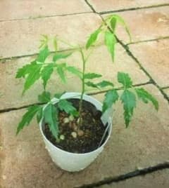 インドセンダン ミラクルニーム 奇跡植物 挿し木用/枝（1本）虫よけ