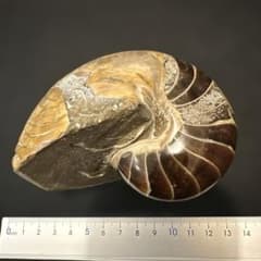 オウムガイ化石 マダガスカル産 大サイズ 約9.5センチ - メルカリ