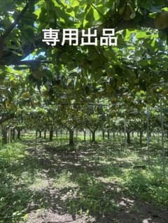 さくらんぼう様専用出品のサムネイル