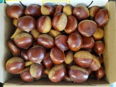 栗　熊本県産　無農薬のサムネイル