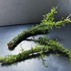 ウィローモス付き流木 2本セット 無農薬 メルカリ便 写真の現品 - メルカリ
