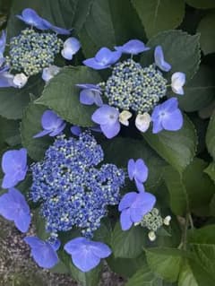 アジサイ 挿し穂 3本 紫陽花 挿し木のサムネイル