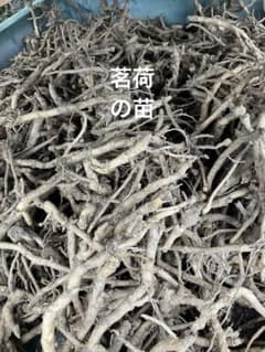 茗荷の地下茎　ネコポストにたっぷり♪のサムネイル