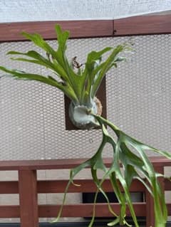 Platycerium Grande 大株ビカクシダ グランデ コルク付け Platycerium Grande 大株ビカクシダ グランデ コルク付け - メルカリ