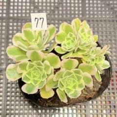 77#観葉植物アエオニウム 錦❤️ グリーンメデューサセッカ❤️10cm 拔
