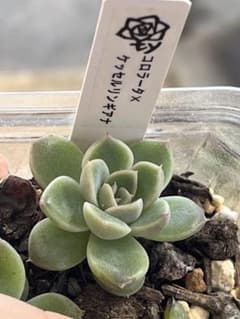 多肉植物　TY苗　葉挿し苗のサムネイル