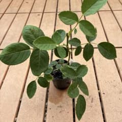 バラ苗　挿し木苗のサムネイル